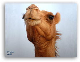 Camel is a horse designed by a committee